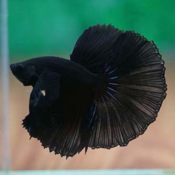 halfmoon betta